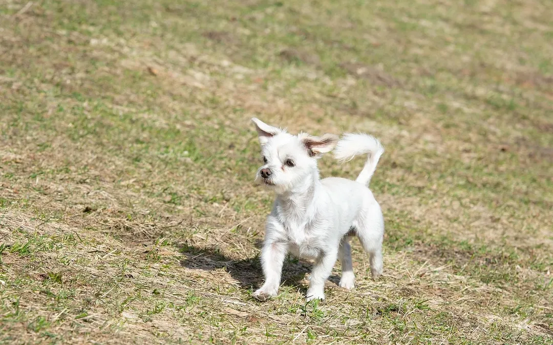 The ASPCA’s Best Advice for Moving With Pets