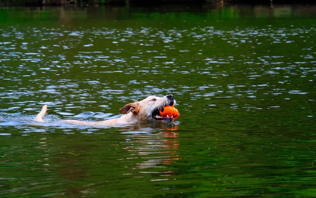 How to Stay Cool While Moving in the Texas Summer Heat